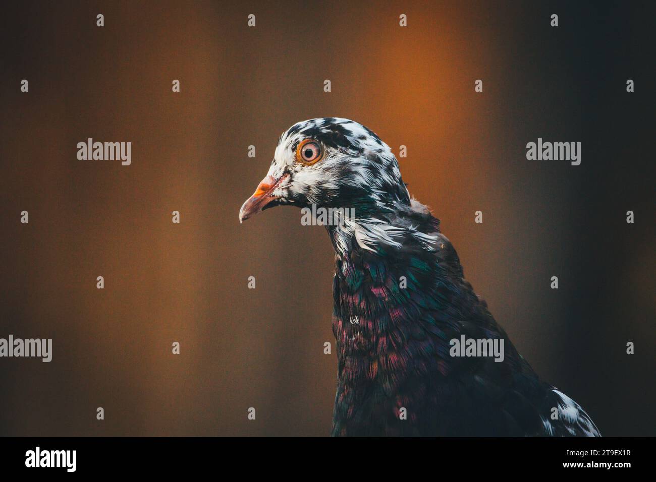 Jeune Waldviertler Kröpfer Taube (pigeon voyageur Waldviertel), une race de pigeons en danger ciritcal de la région de Waldviertel, en Autriche Banque D'Images Jeune Waldviertler Kröpfer Taube (pigeon voyageur Waldviertel), une race de pigeons en danger ciritcal de la région de Waldviertel, en Autriche Banque D'Images