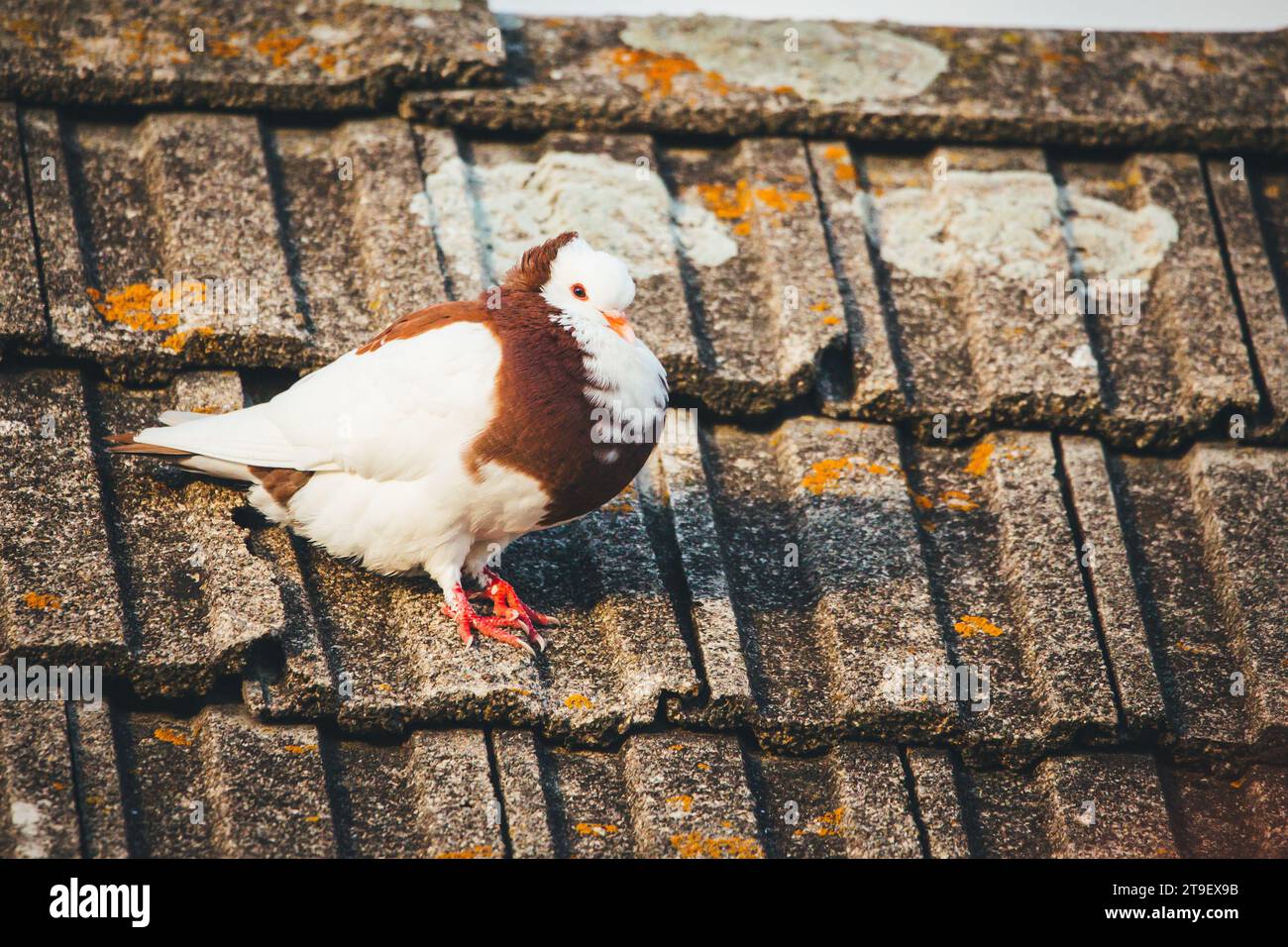 Ganselkröpfer, une race de pigeons pouters (cropper) en voie de disparition originaire d'Autriche Banque D'Images