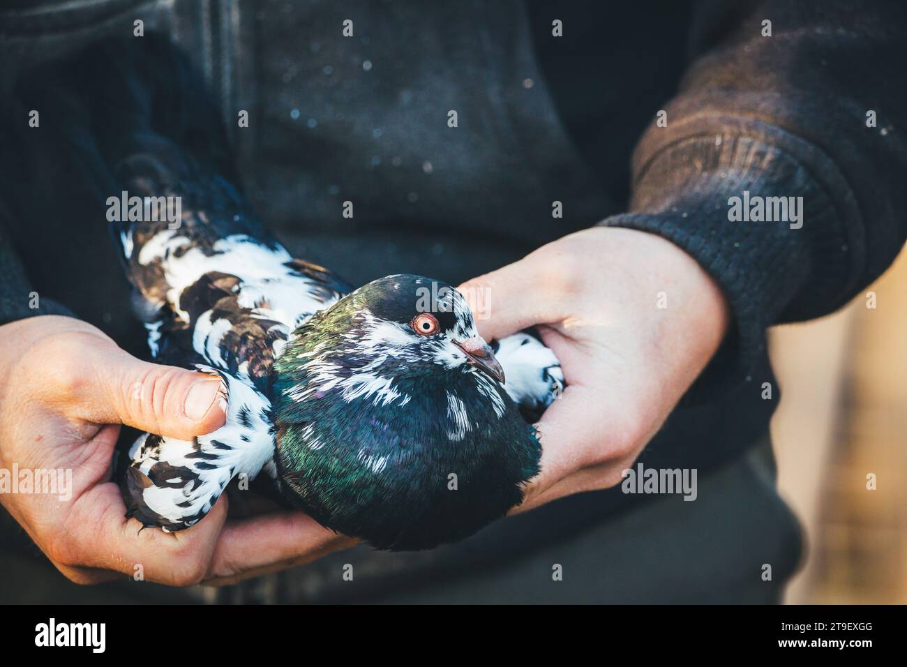 Waldviertler Kröpfer Taube (Waldviertel cropper pigeon), race de pigeon en danger de disparition dans la région de Waldviertel, Autriche Banque D'Images Waldviertler Kröpfer Taube (Waldviertel cropper pigeon), race de pigeon en danger de disparition dans la région de Waldviertel, Autriche Banque D'Images