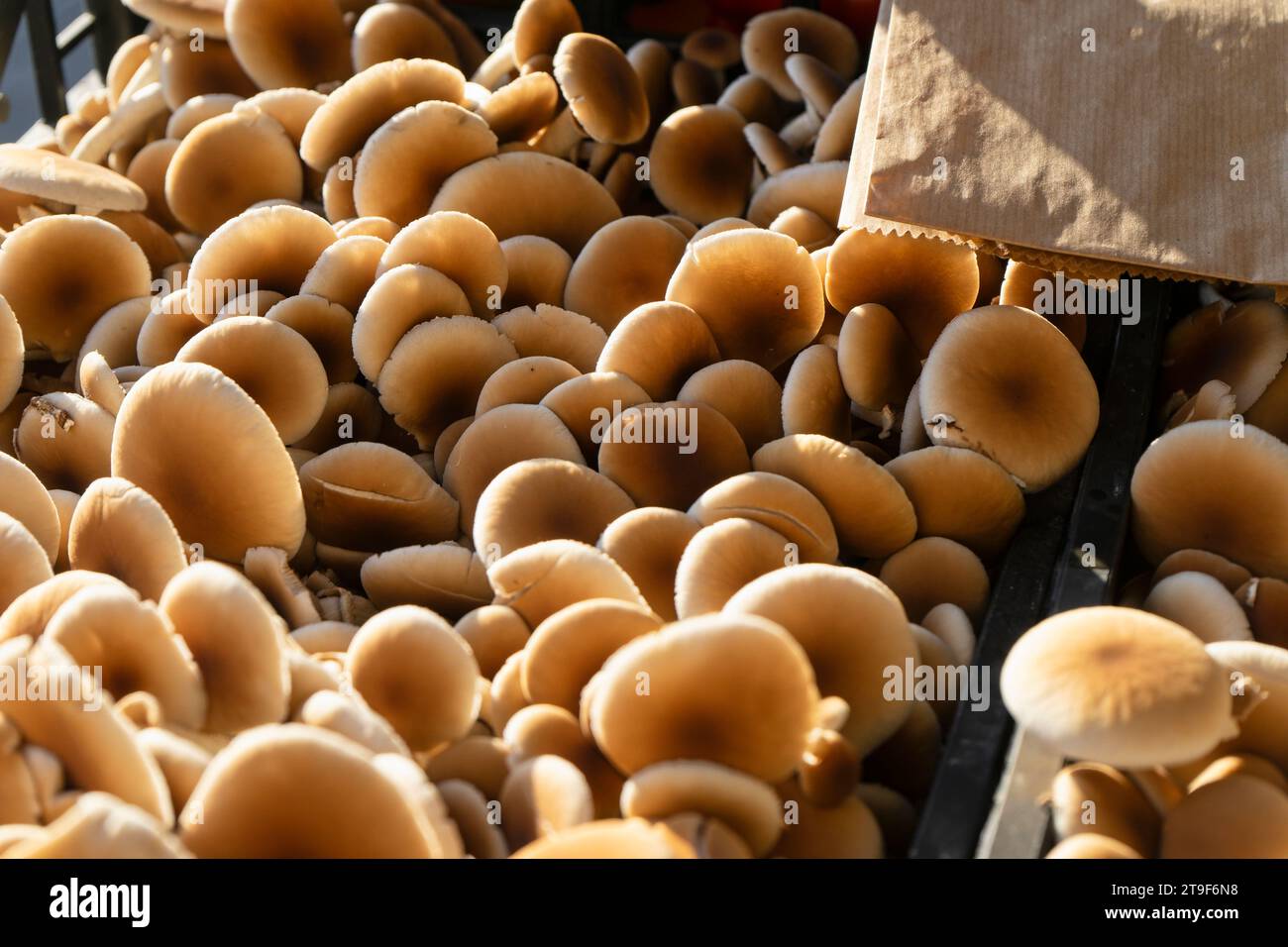 Gros plan légèrement flou d'une boîte de champignons à vendre au marché de la ville Banque D'Images
