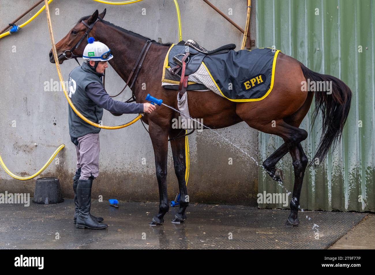 Une main stable descend un cheval Harty Racing sponsorisé par Bermingham Cameras après une séance d'entraînement au galop au Curragh, Co. Kildare, Irlande. Banque D'Images