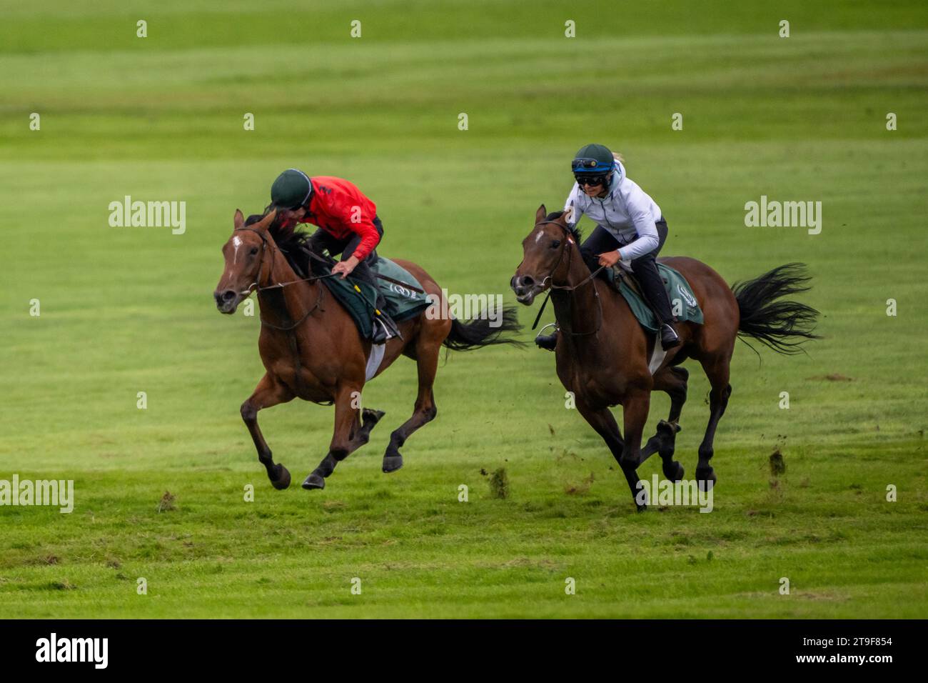 Deux chevaux de course s'entraînent sur les galops au Curragh, Co. Kildare, Irlande. Banque D'Images