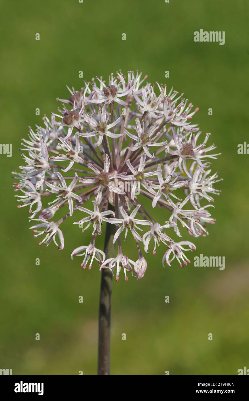 Gros plan naturel sur une floraison, oignon du Turkistan Allium karataviense sur un fond vert Banque D'Images