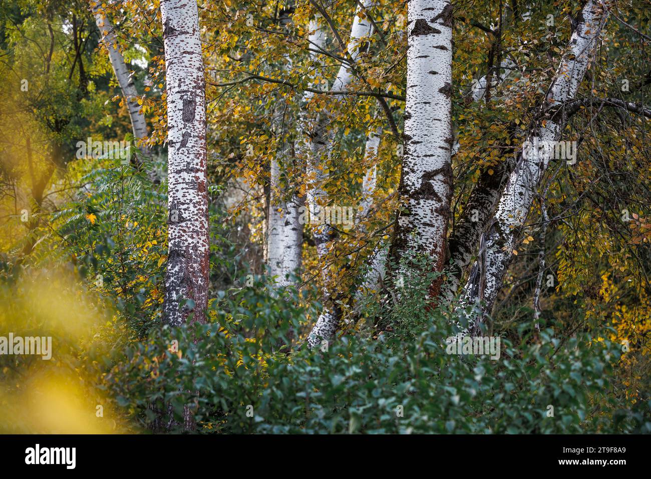 Troncs de bouleau dans la forêt en automne. Feuilles colorées. Saison d'automne nature Banque D'Images