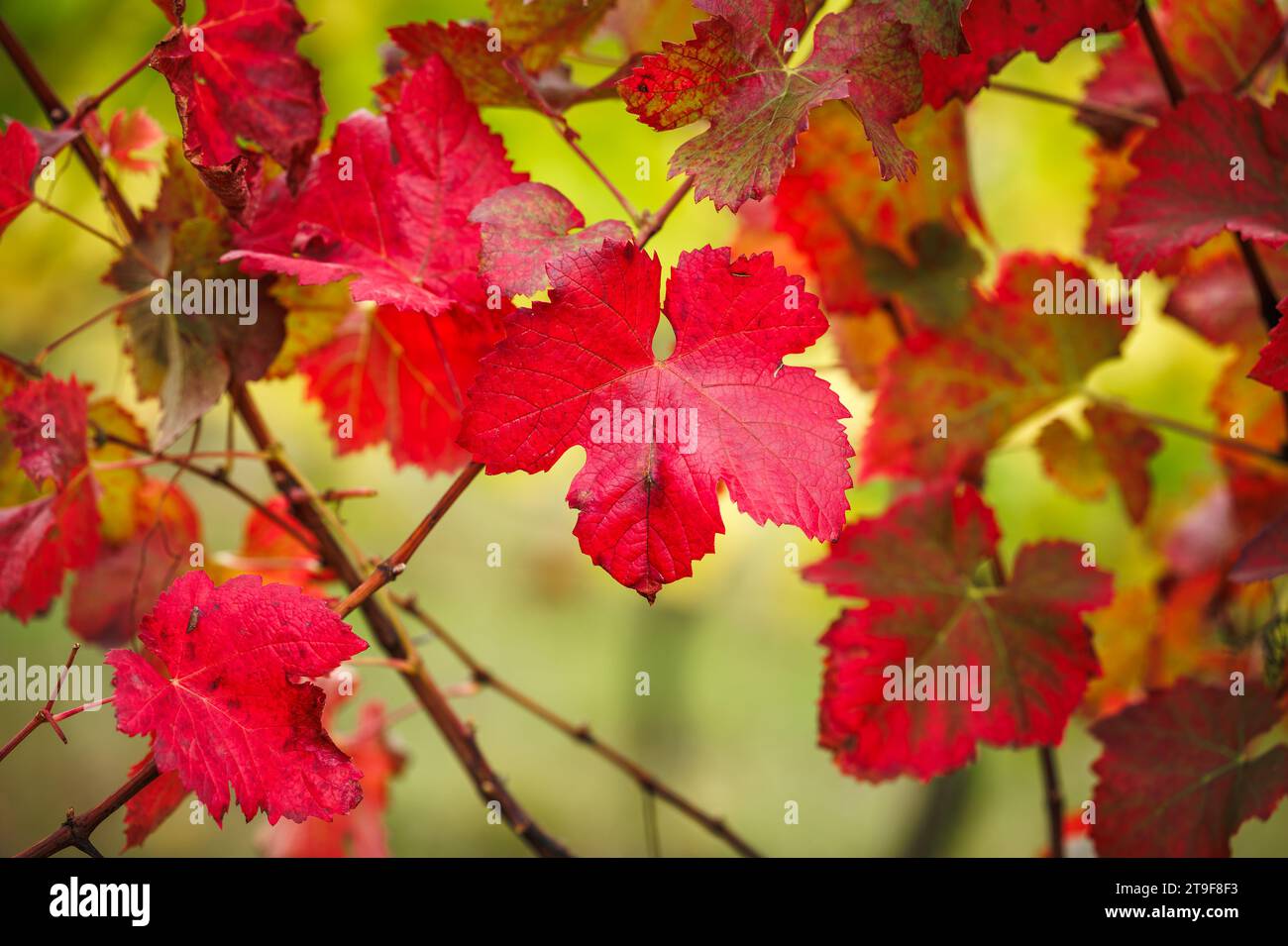 Feuilles rouges d'automne dans le vignoble. Gros plan naturel de la feuille de vigne. Saison d'automne Banque D'Images