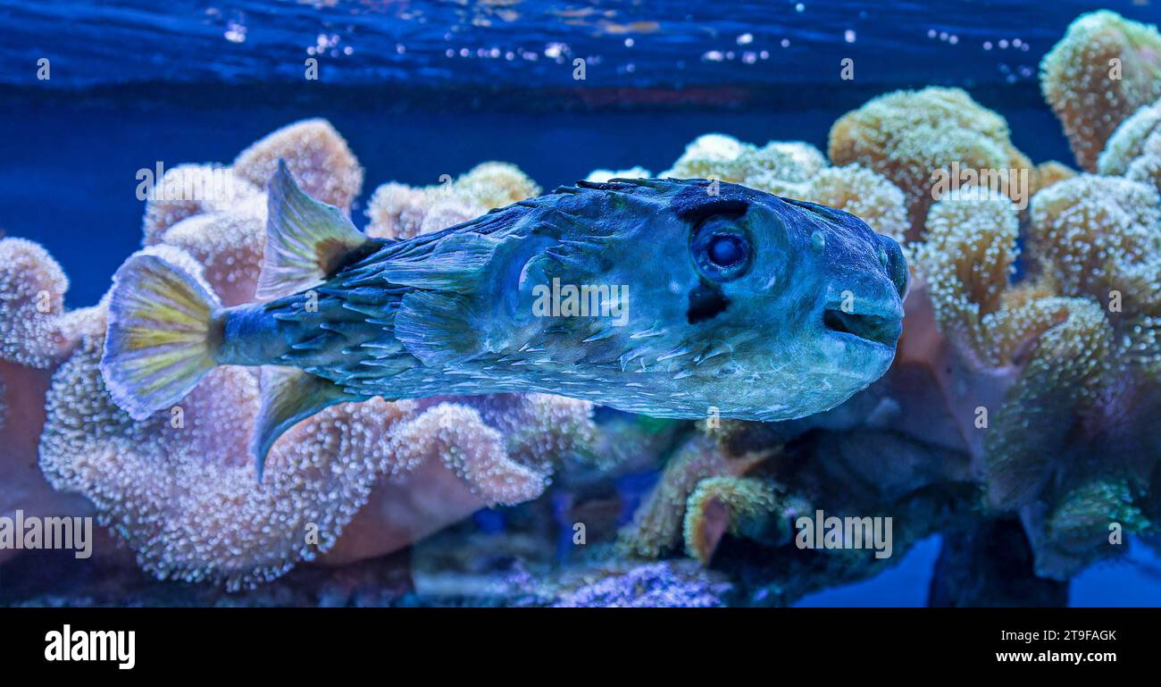 Vue rapprochée d'un porcupinefish à longue colonne vertébrale (Diodon holocanthus) Banque D'Images