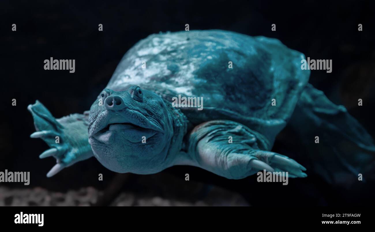 Vue rapprochée frontale d'une tortue molle chinoise (Pelodiscus sinensis) Banque D'Images