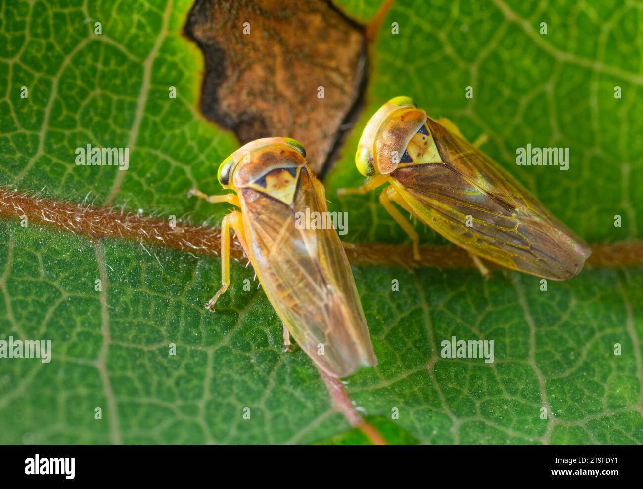 Cicadelles (Popullicerus populi) sur feuille de tremble Banque D'Images