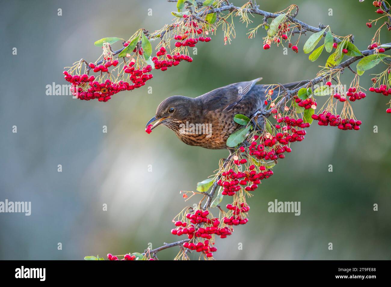Blackbird ; Turdus merula ; femelle ; manger Pyracantha Berry ; Royaume-Uni Banque D'Images