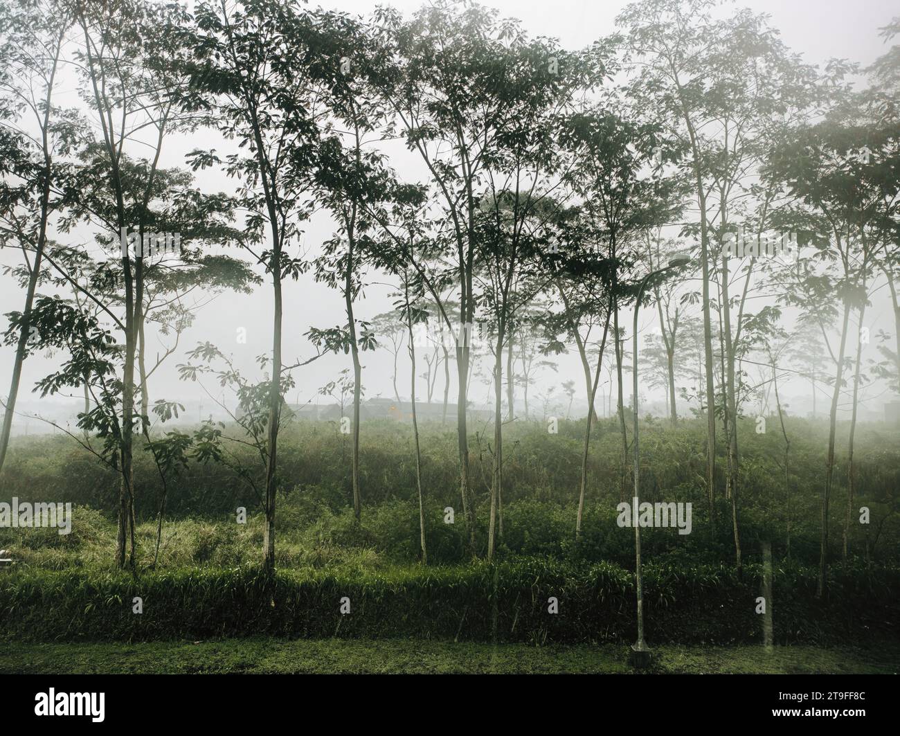 Forêt brumeuse, moody et pluvieuse. Sélectif ou flou. Banque D'Images