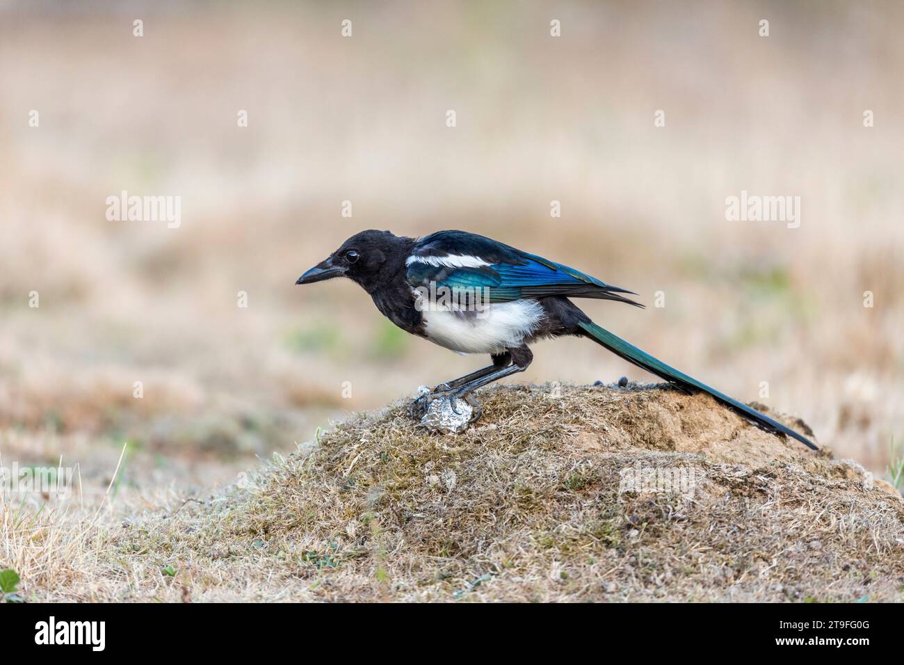 Magpie ; Pica pica ; avec feuille d'argent ; Royaume-Uni Banque D'Images