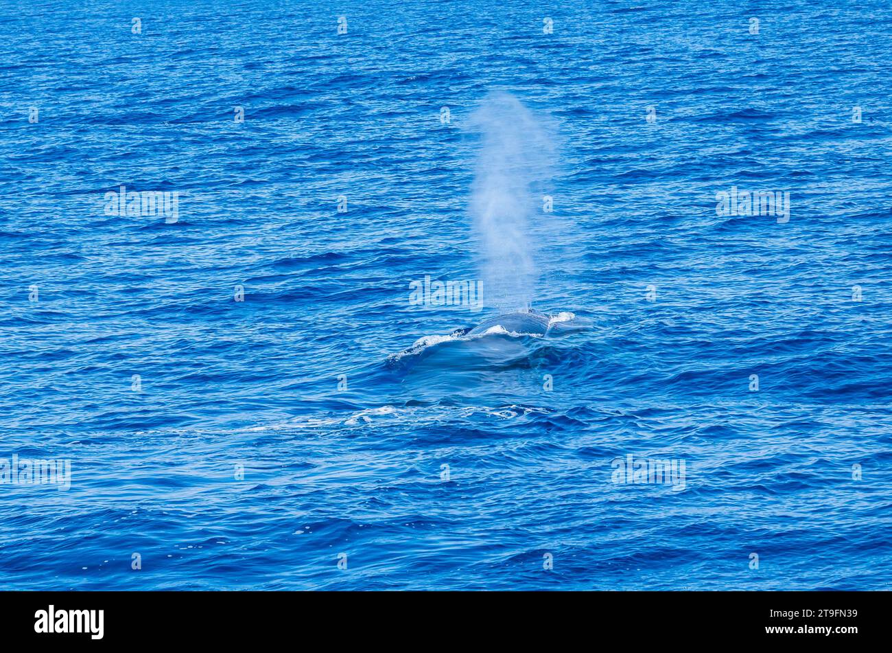 Excursion d'observation des baleines à partir d'un bateau dans la mer méditerranée. Banque D'Images