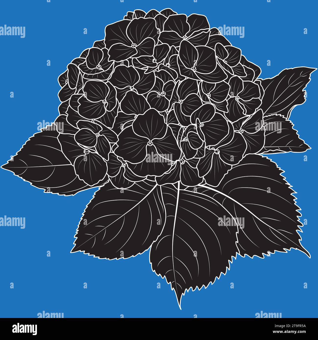 Fleur d'hortensia florissante, illustration vectorielle noire et blanche botanique. Contour de l'hortensia, silhouette. Illustration de Vecteur