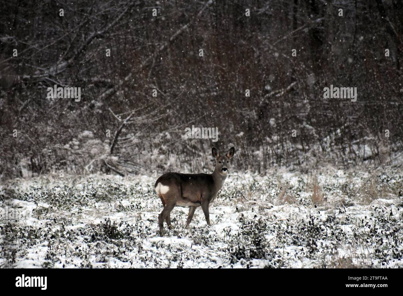 Cerf roux, Capreolus capreolus, debout dans un champ enneigé pendant les chutes de neige Banque D'Images