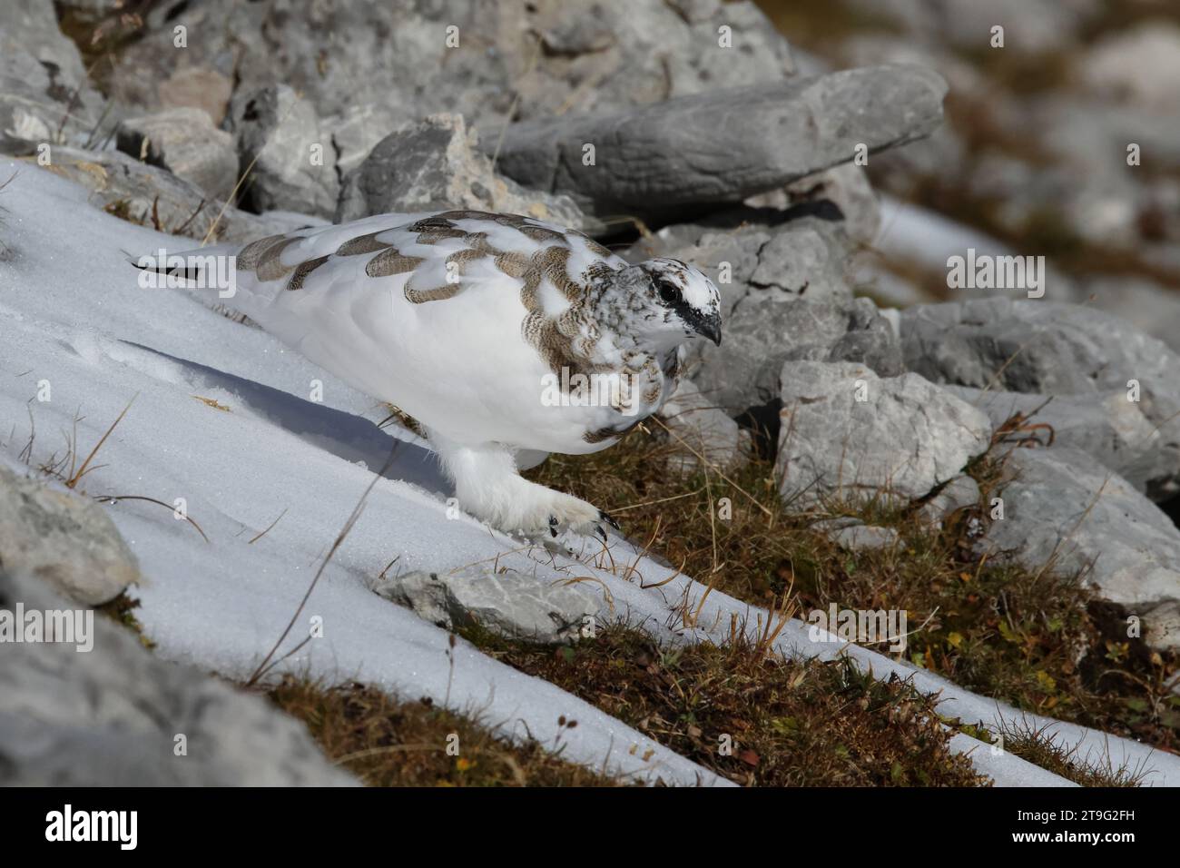 Rock Ptarmigan (Lagopus muta, sous-espèce helvetica) dans les montagnes du Karwendel fraîchement enneigées Banque D'Images