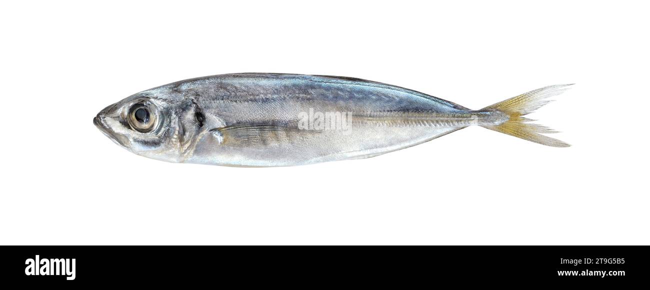 Chinchard, poisson, un isolé sur fond blanc avec chemin de détourage. Banque D'Images