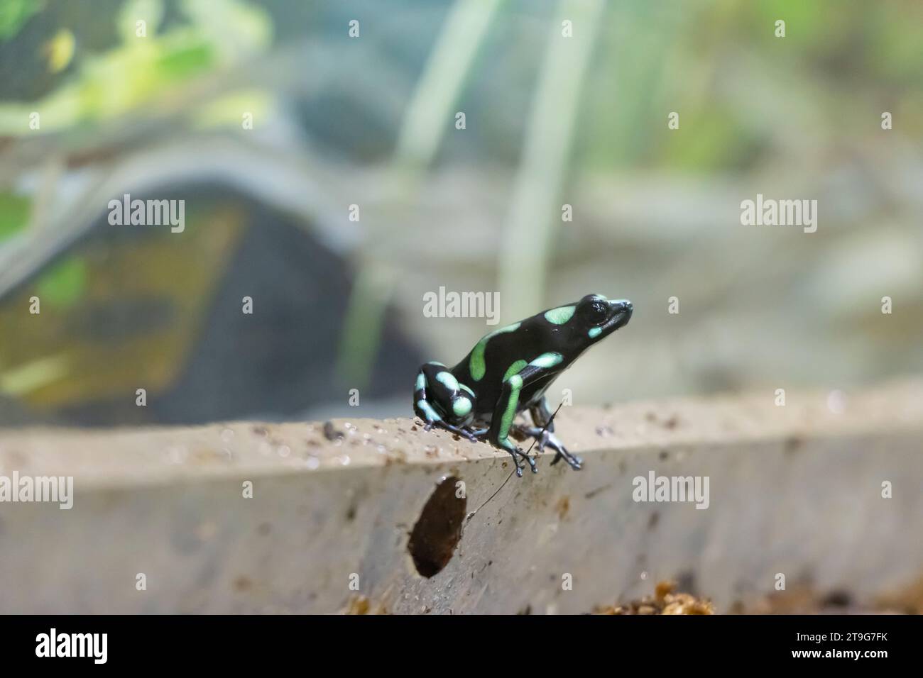 grenouille à fléchettes venimeuse Banque D'Images