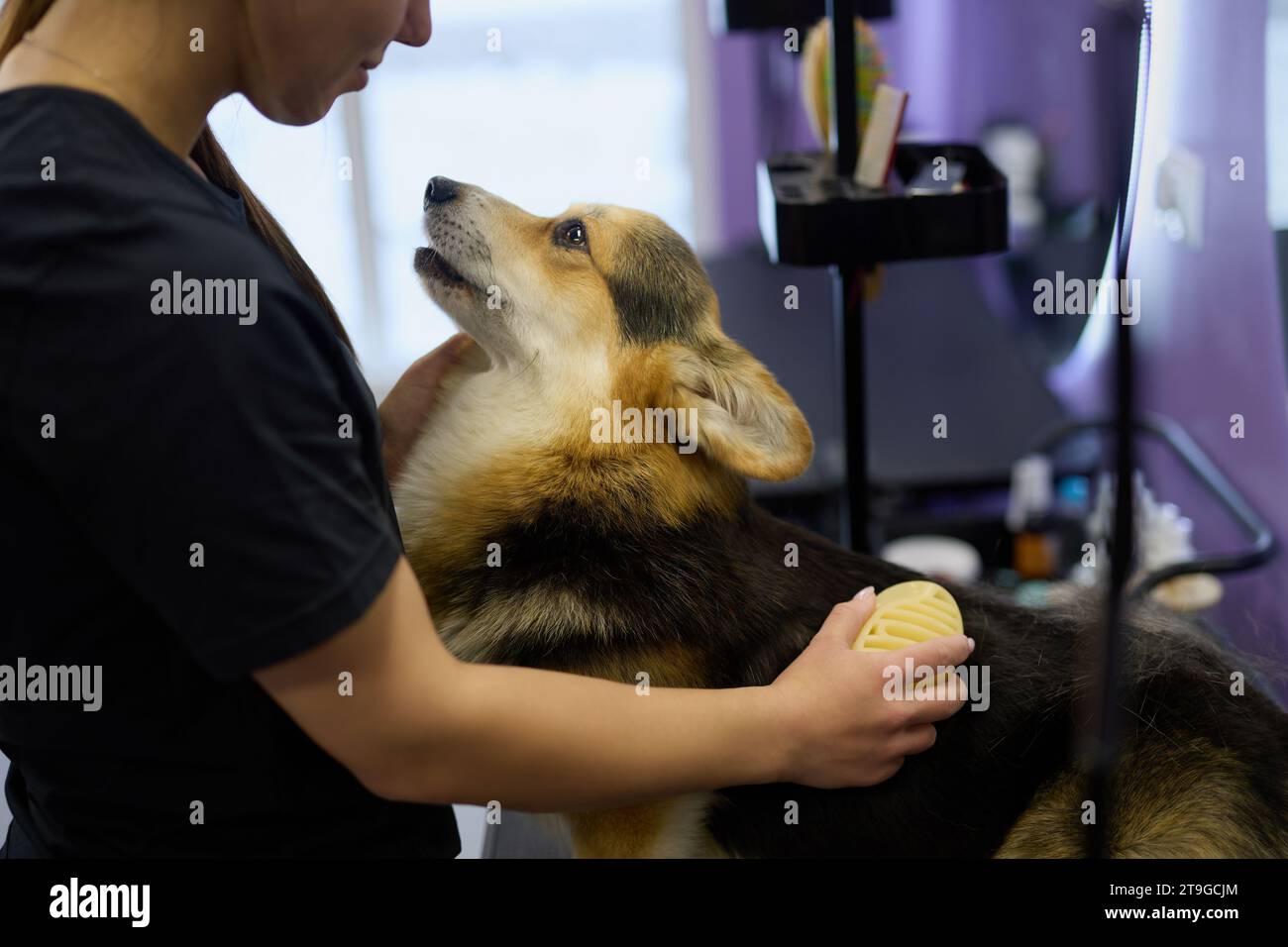 Tondeuse brossant le corgi avec une brosse à curry. Spécialiste professionnel du toilettage des animaux prend soin d'un chien Banque D'Images