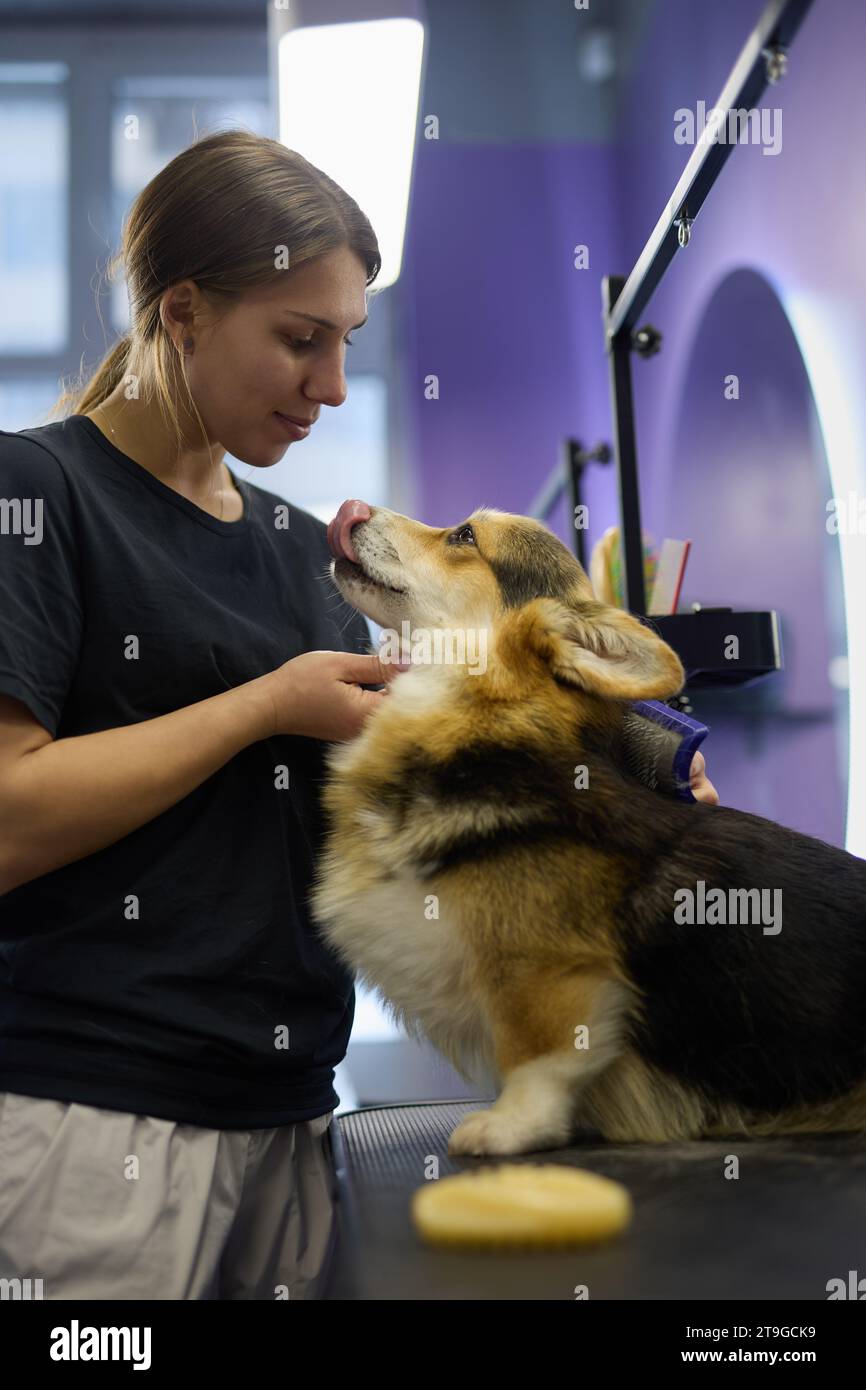 Brossage du corgi de toilettage à l'aide d'une brosse trancheuse. Service professionnel de toilettage pour animaux de compagnie dans une clinique vétérinaire Banque D'Images