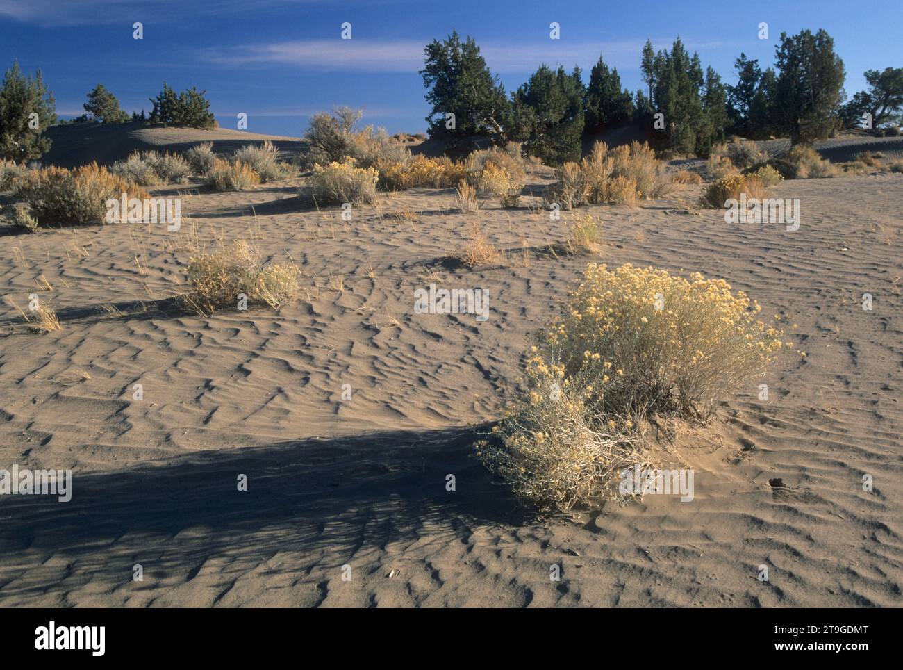 Dunes, Christmas Valley Sand Dunes Wilderness Study Area, Christmas Valley National Back Country Byway, Oregon Banque D'Images