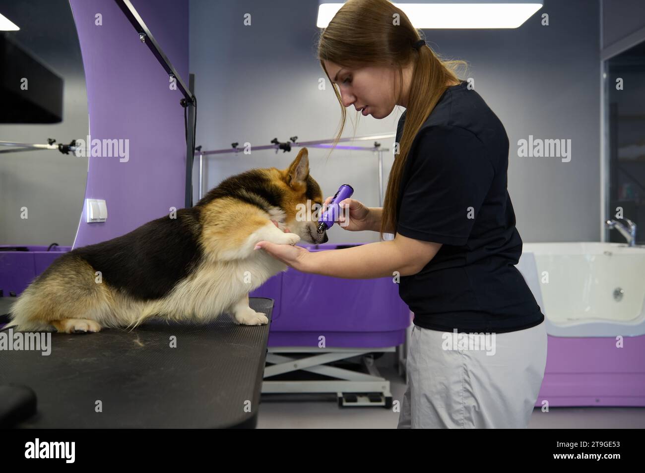 Tondeuse professionnelle pour animaux de compagnie taillant les ongles des chiens avec un outil de meulage. Service de toilettage pour animaux Banque D'Images