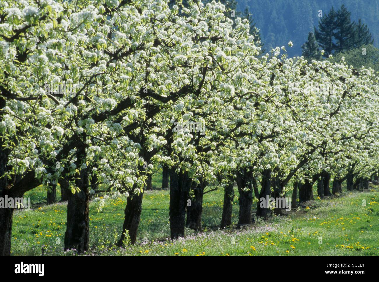Verger de poiriers en fleurs, Hood River Comté (Oregon) Banque D'Images