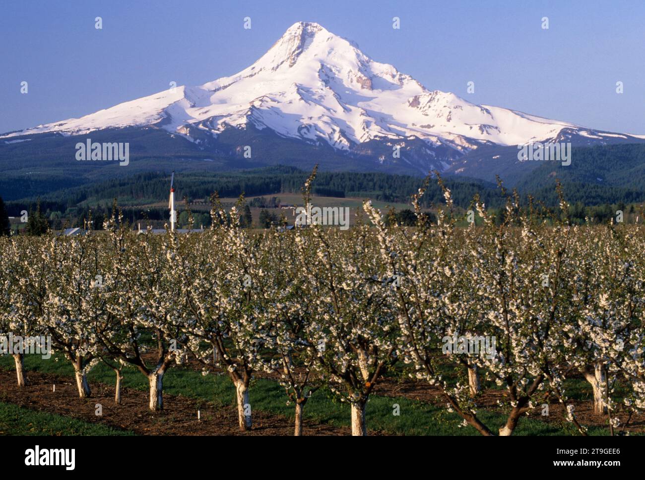 Verger en fleur de poire avec Mt Hood, Oregon, Hood River Comté Banque D'Images