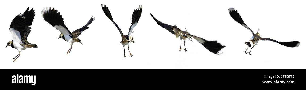 Northern Lapwing dans diverses postures de vol, isolé avec fond blanc. Vanellus vanellus aime fourrer dans les champs d'arachides pendant l'hiver, Taiwa Banque D'Images