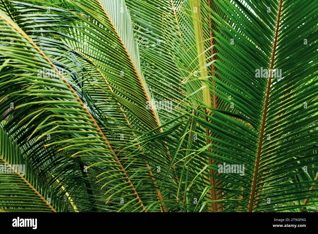 Très grandes frondes de palmier poussant près de la côte à Tangalle dans le sud du Sri Lanka Banque D'Images