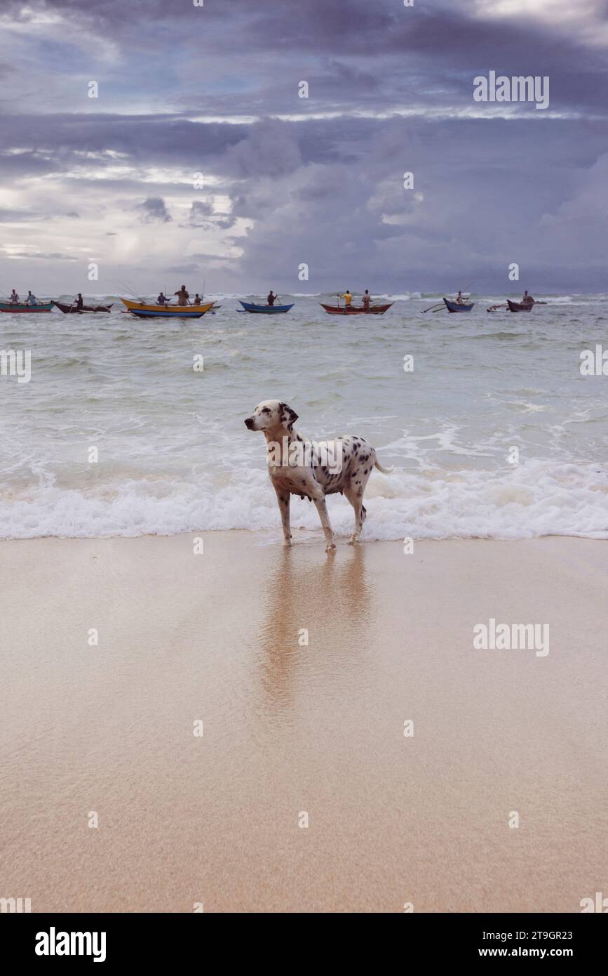 Un chien dalmation se tient dans la mer pendant que les pêcheurs locaux essaient de pêcher le matin à Mirissa au Sri Lanka Banque D'Images