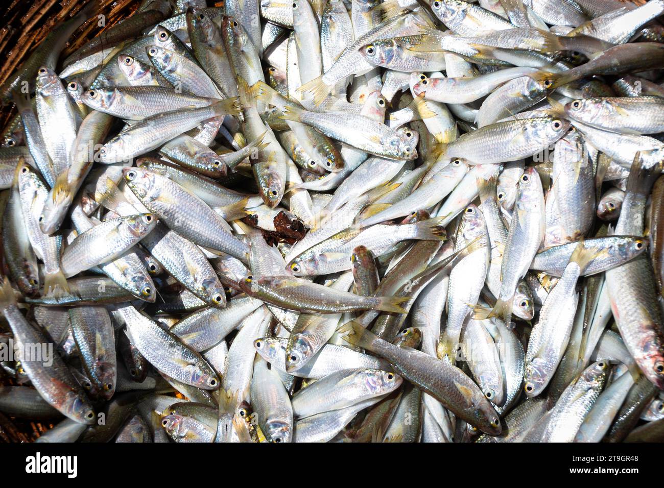 Vue rapprochée d'une prise de poisson frais à Negombo au Sri Lanka Banque D'Images