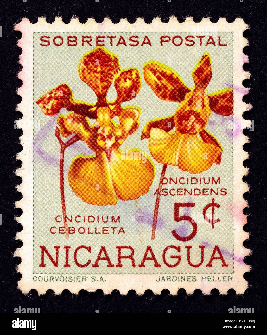 Oncidium cebolleta 'The Onion Leaf Oncidium' - timbre-poste Nicaragua Banque D'Images