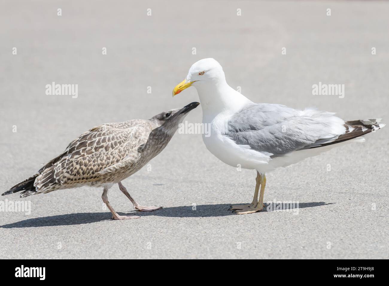 Photo avec mise au point sélective. Jeunes goélands argentés européens avec des goélands argentés adultes. Larus argentatus. Banque D'Images