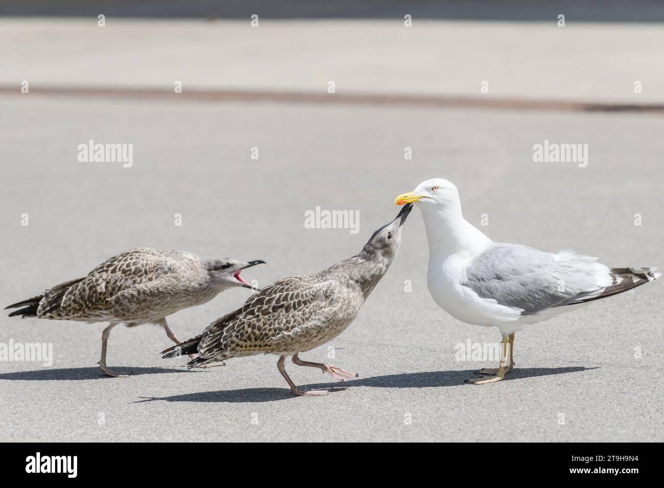 Photo avec mise au point sélective. Jeunes goélands argentés européens avec des goélands argentés adultes. Larus argentatus. Banque D'Images