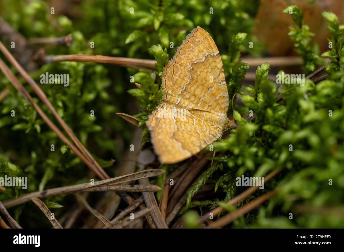 Camptogramma bilineata famille Geometridae genre Camptogramma jaune coquille papillon nature sauvage insecte papier peint, image, photographie Banque D'Images