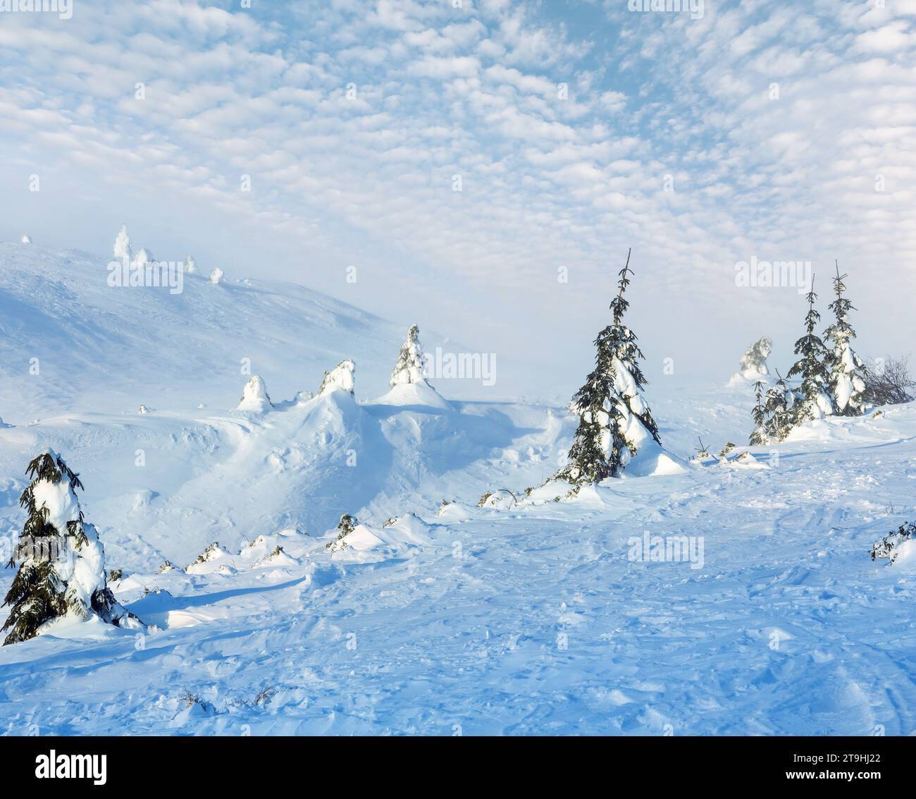 Sapins enneigés sur la colline du matin d'hiver par temps nuageux. Banque D'Images