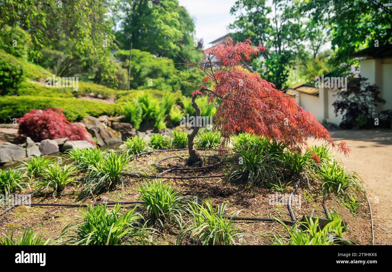 Fantastique érable rouge (érable japonais) dans le jardin japonais Kaiserslautern et sentier pédestre. Système d'irrigation automatique au sol à côté de fantastique mapl Banque D'Images