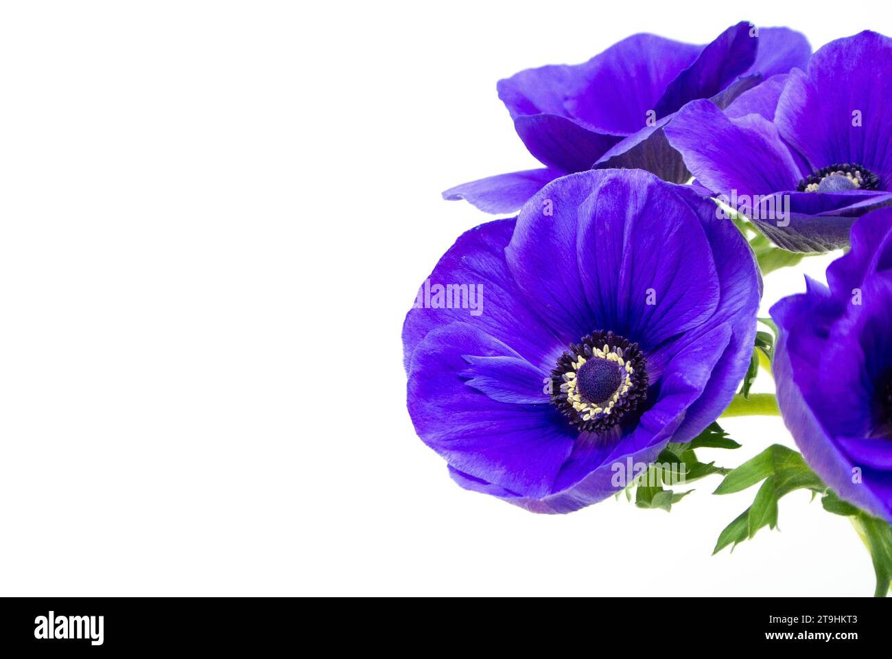 Fleurs d'anémone violettes avec fond blanc. Banque D'Images