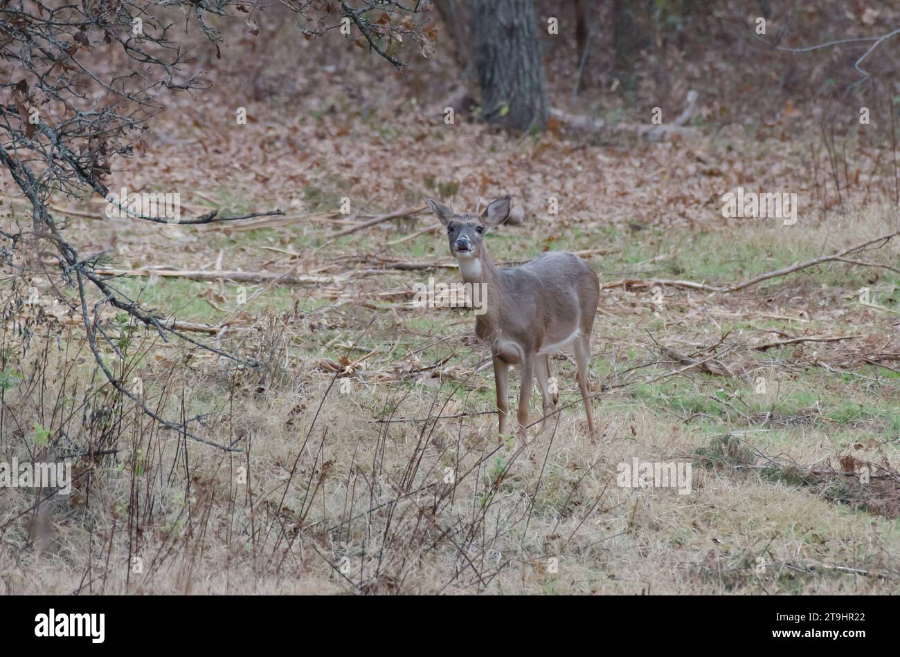 Cerf à queue blanche, Odocoileus virginianus, jeune homme blessé au visage et aux yeux Banque D'Images