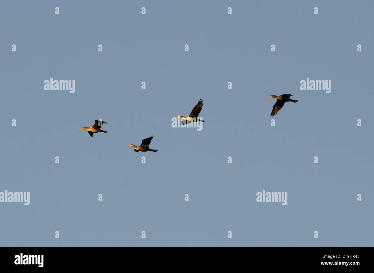 Cormorans à double crête, Phalacrocorax auritus, en vol à la lumière du matin Banque D'Images