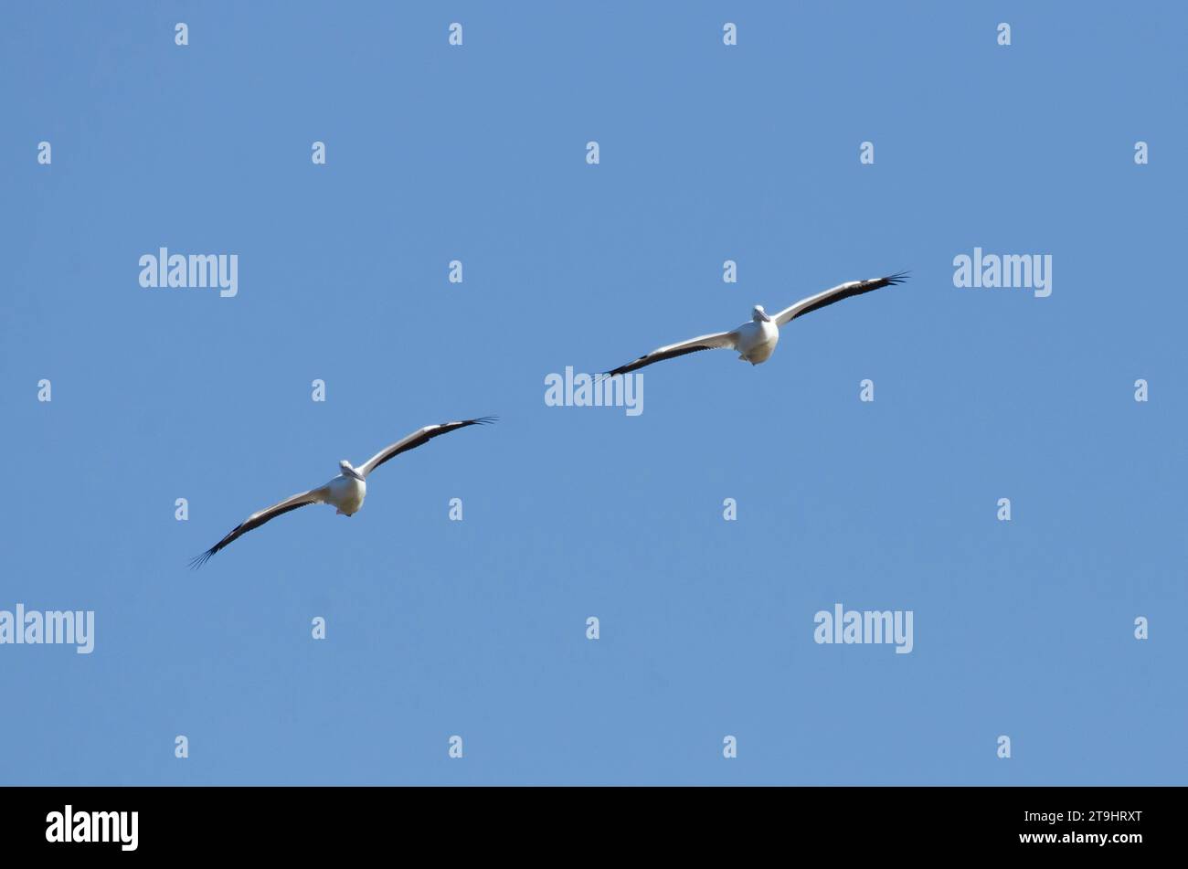 Pélicans blancs américains, Pelecanus erythrorhynchos, en vol Banque D'Images