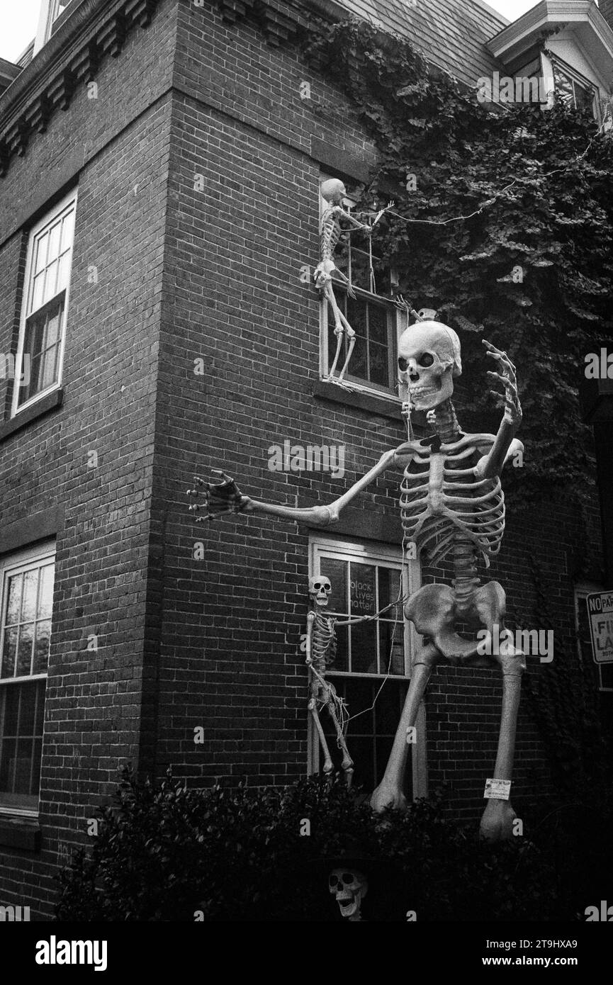 Salem, Massachusetts - des squelettes humains grandeur nature posent dans la cour et grimpent les murs d'un bâtiment historique en briques comme décorations d'Halloween. Le im Banque D'Images