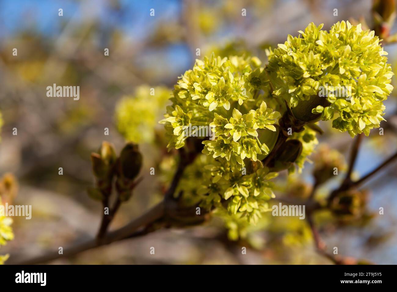 Tiges fleuries d'un érable de Norvège (Acer platanoides), montrant les minuscules fleurs jaunes Banque D'Images