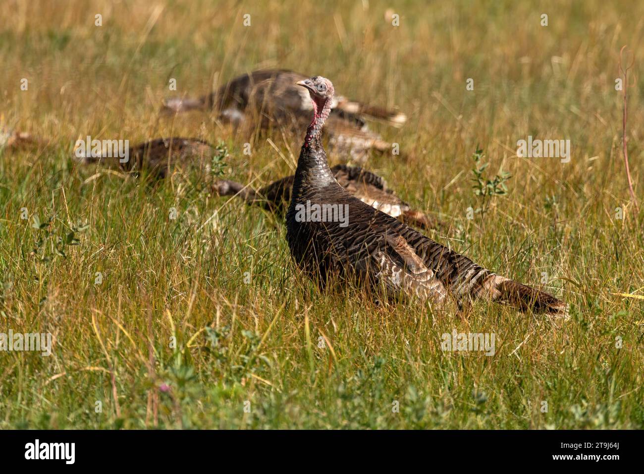 Une poule de dinde sauvage surveille ses poussins à demi-croissance qui se nourrissent à proximité Banque D'Images