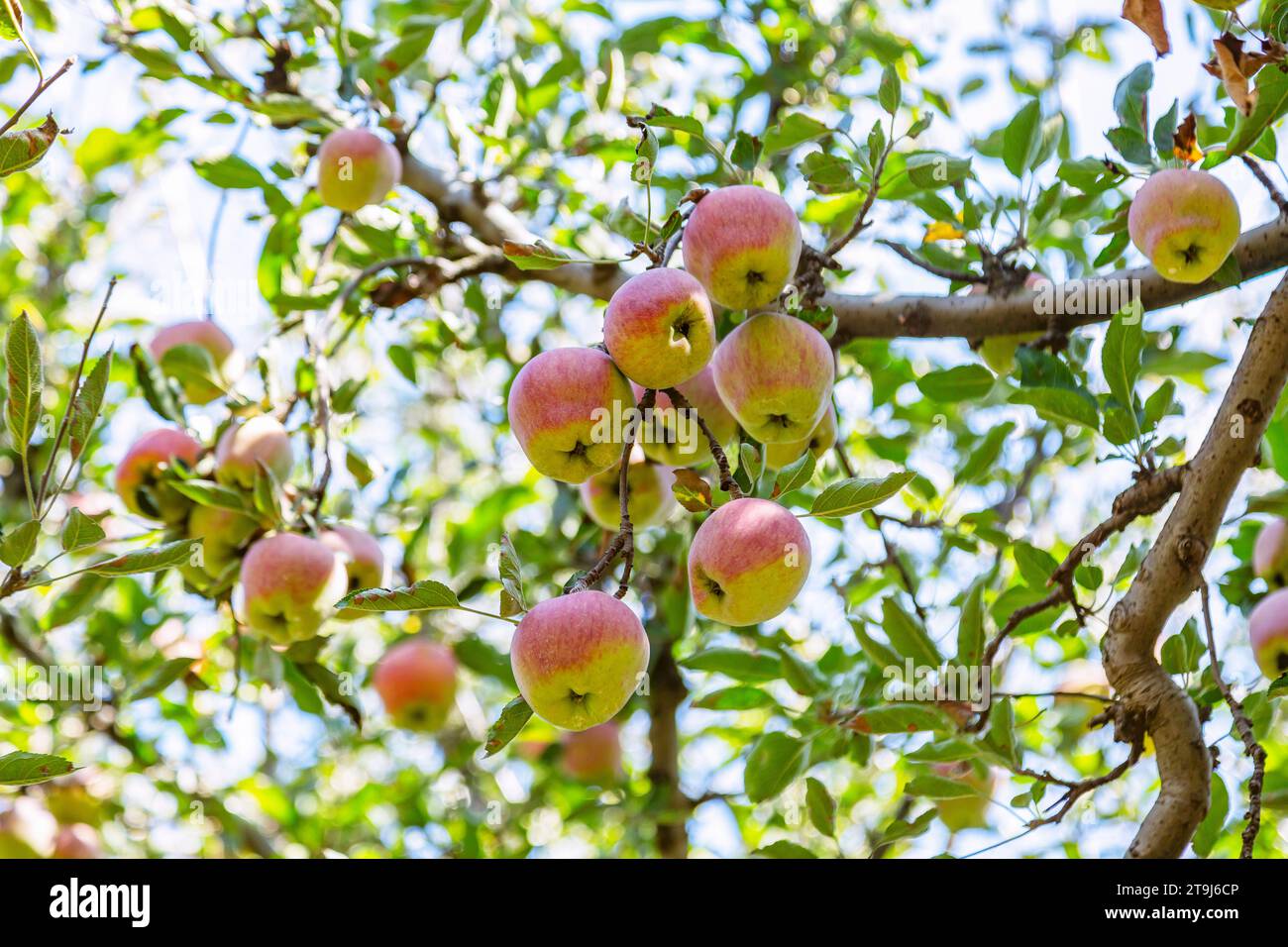 Ferme de pommes à Pahalgam, Jammu Cachemire, Inde Banque D'Images