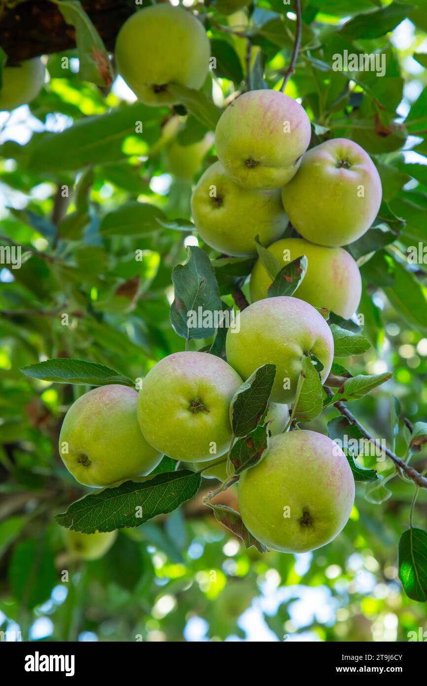 Ferme de pommes à Pahalgam, Jammu Cachemire, Inde Banque D'Images