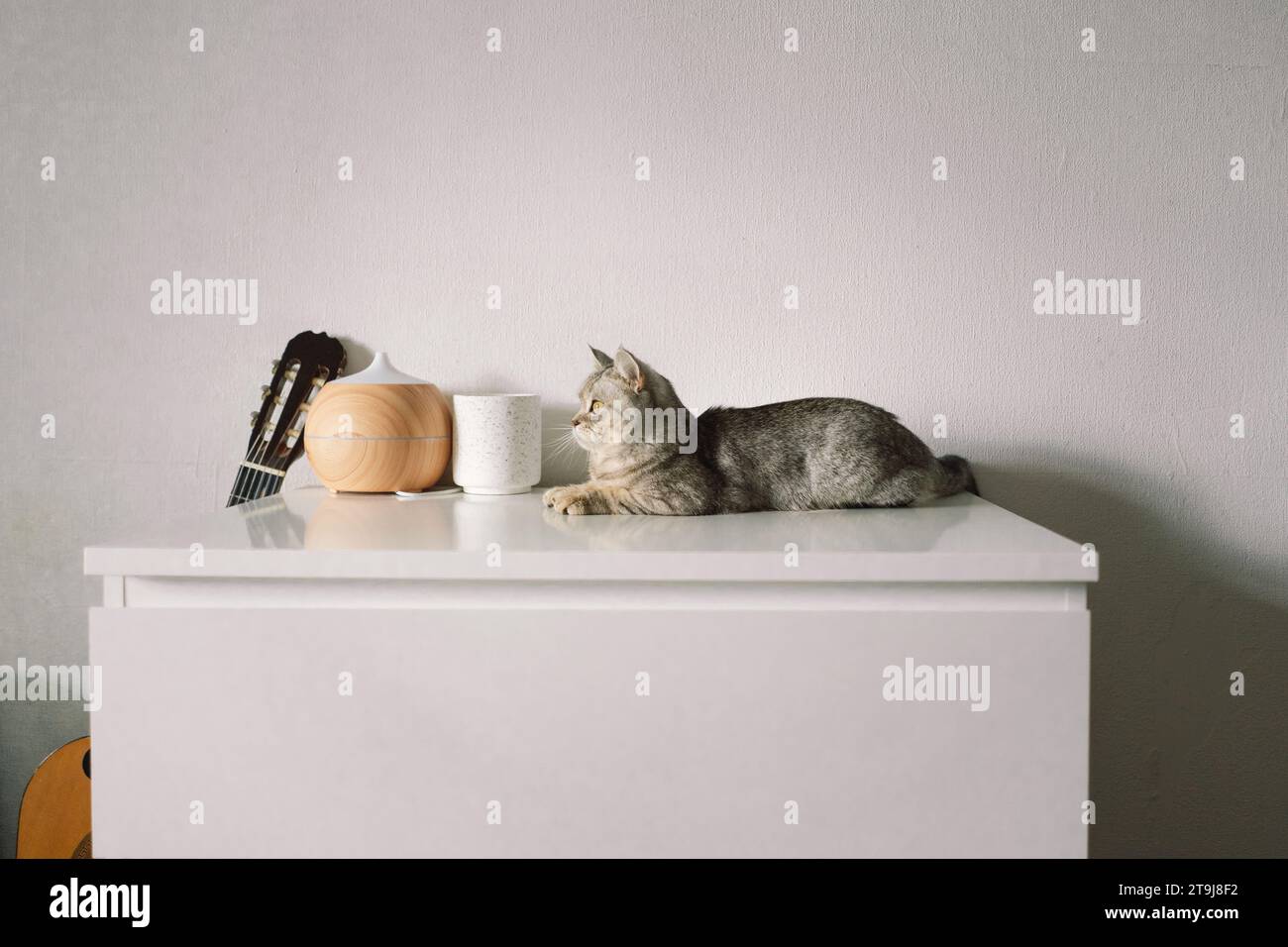 Portrait d'un beau chat. Portrait mignon de chat. Joyeux animal de compagnie. Banque D'Images