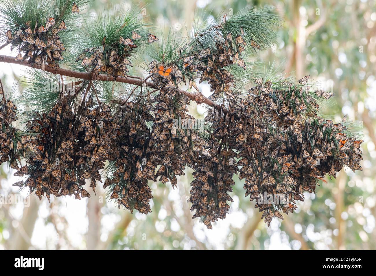 Des milliers de papillons monarques de l'Ouest, Danaus plexippus, hivernent dans le sanctuaire de papillons Pacific grove dans le comté de Monterey, en Californie. Banque D'Images Des milliers de papillons monarques de l'Ouest, Danaus plexippus, hivernent dans le sanctuaire de papillons Pacific grove dans le comté de Monterey, en Californie. Banque D'Images