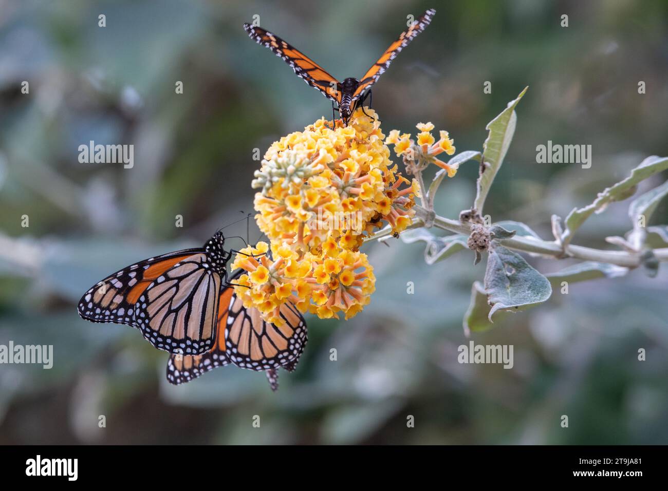 Les papillons monarques de l'Ouest, Danaus plexippus, se rassemblent près d'une fleur dans le sanctuaire de papillons Pacific grove dans le comté de Monterey, en Californie. Banque D'Images Les papillons monarques de l'Ouest, Danaus plexippus, se rassemblent près d'une fleur dans le sanctuaire de papillons Pacific grove dans le comté de Monterey, en Californie. Banque D'Images