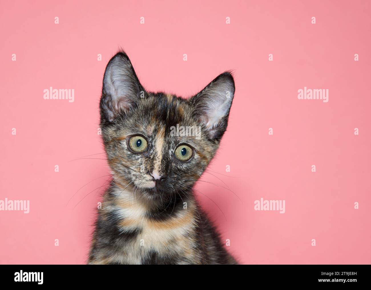 gros plan portrait d'un chaton noir et orange carapace de tortue regardant légèrement aux spectateurs à droite. Fond rose avec espace de copie. Banque D'Images